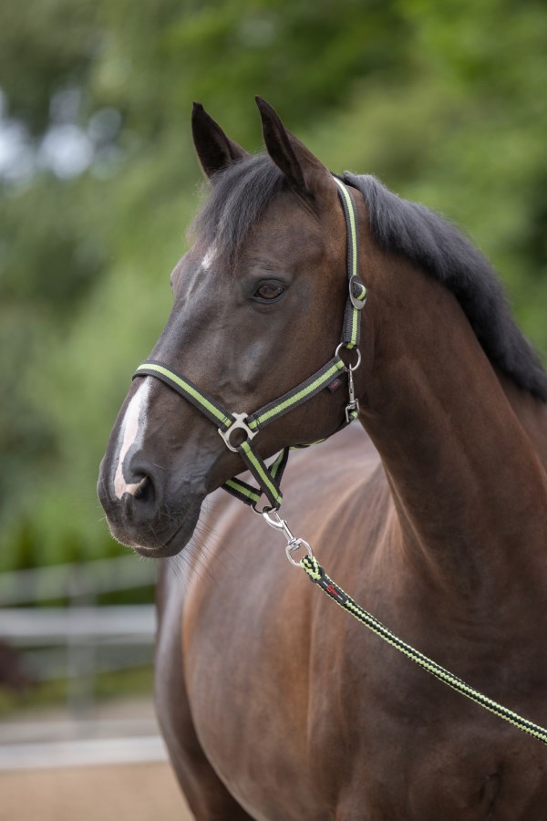 KERBL Nylonhalfter HIPPO Cob, anthrazit/lemon