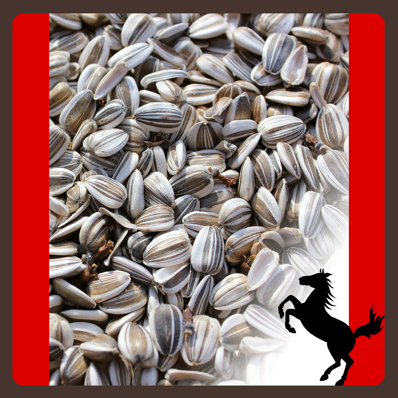 top Sonnenblumenkerne 10kg topteam top Sonnenblumenkerne